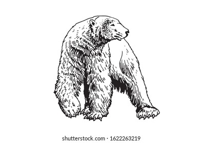 Graphical sketch of polar bear  isolated on white,vector illustration