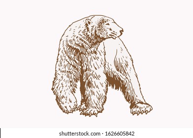 Graphical sketch of polar bear , sepia vector illustration