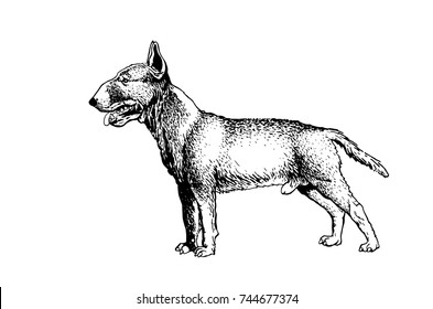 Graphical sketch portrait of pit bull dog isolated on white background, tattoo illustration