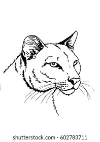 Graphical  sketch portrait of puma on white, tattoo, logo