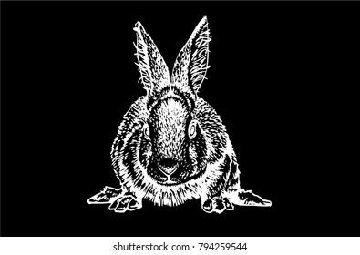 Graphical sketch of rabbit isolated on black background,vector illustration