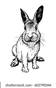 Graphical sketch of rabbit on white for coloring.Domestic animal 