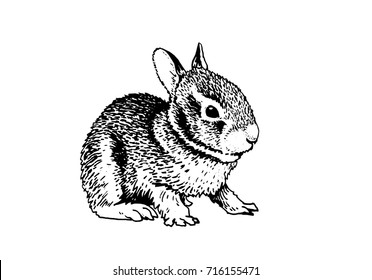 Graphical sketch of rabbit on white for coloring.Domestic animal 