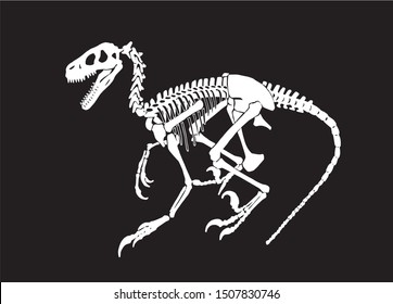Graphical sketch of raptor skeleton isolated on black background, paleontology,vector illustration
