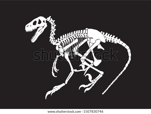 Graphical Sketch Raptor Skeleton Isolated On Stock Vector (Royalty Free ...