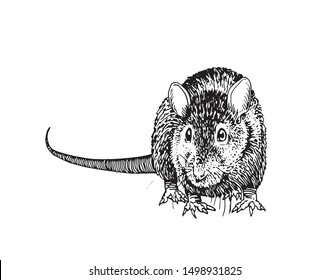 Graphical sketch of rat isolated on white background,vector illustration