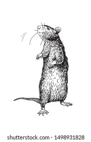 Graphical sketch of rat isolated on white background,vector illustration