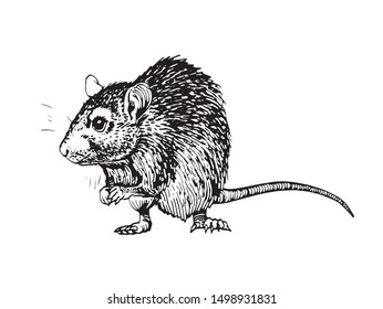 Graphical sketch of rat isolated on white background,vector illustration