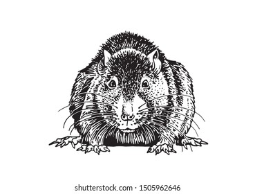 Graphical sketch of rat isolated on white background,vector illustration