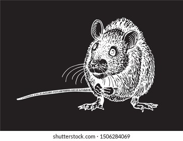 Graphical sketch of rat isolated on black background,vector illustration