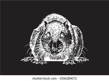 Graphical sketch of rat isolated on black background,vector illustration
