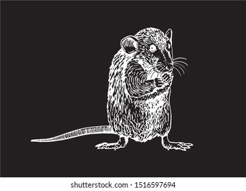 Graphical sketch of rat isolated on black background,vector illustration