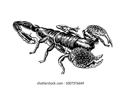 Graphical sketch of scorpion on white background,vector illustration for tattoo and printing