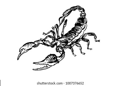 Graphical sketch of scorpion on white background,vector illustration for tattoo and printing