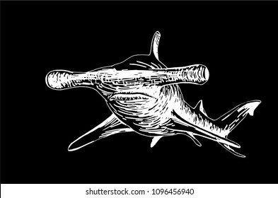 Graphical sketch of shark isolated on black background,vector