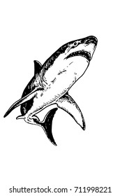 Graphical sketch of shark isolated on white background,vector illustration