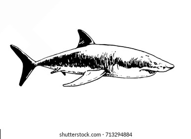 Graphical sketch of shark isolated on white background,vector