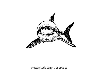 Graphical sketch of shark isolated on white background,vector illustration