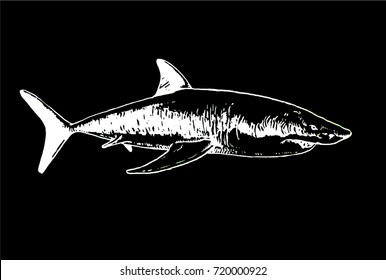 Graphical sketch of shark isolated on black background,vector