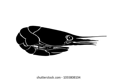 Graphical sketch of shrimp isolated on white background,vector sea-food illustration