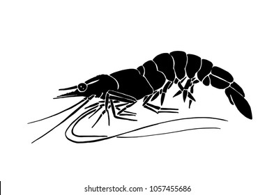 Graphical sketch of shrimp isolated on white background,vector sea-food illustration