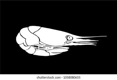 Graphical sketch of shrimp isolated on black background,vector sea-food illustration