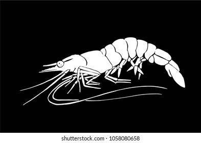 Graphical sketch of shrimp isolated on black background,vector sea-food illustration