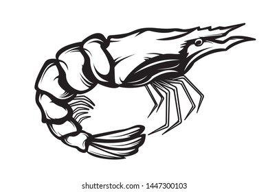 Graphical sketch of shrimp isolated on white background. Vector sea-food illustration. Prawn illustration for emblem or package.