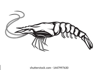 Graphical sketch of shrimp isolated on white background. Vector sea-food illustration. Prawn illustration for emblem or package.