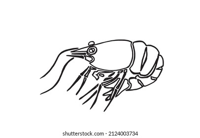 Graphical sketch of shrimp isolated on white ,vector illustration for coloring,seafood	
