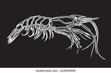 Graphical sketch of shrimp isolated on black background,vector sea-food element ,lined drawing