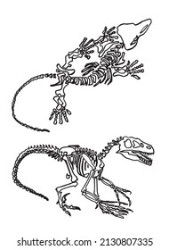 Graphical sketch of skeletons of raptor and crocodile on white 