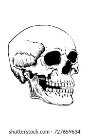 Graphical sketch of skull isolated on white background, vector