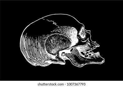 Graphical sketch of skull on black background,vector illustration for tattoo and printing