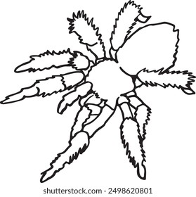 Graphical sketch of spider tarantula on white background, black and white illustration for coloring book