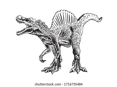 Graphical sketch of spinosaurus isolated on white background,vector illustration, dinosaur