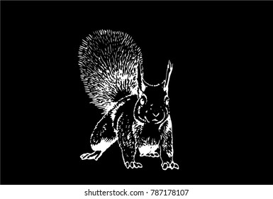 Graphical sketch of  squirrel isolated on black background,vector