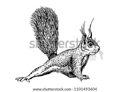 Graphical sketch of squirrel isolated on white background,vector illustration for tattoo and printing