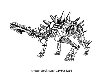 Graphical sketch of stegosaurus skeleton  isolated on white background,vector sketchy illustration