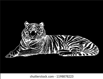 Graphical sketch of tiger  isolated on black background,vector illustration