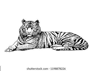 Graphical sketch of tiger  isolated on white background,vector illustration