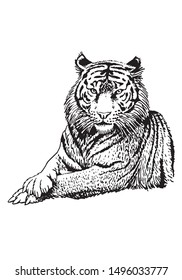 Graphical sketch of tiger isolated on white background,vector illustration