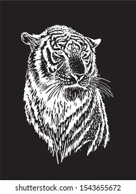 Graphical sketch of tiger isolated on black background,vector engraved illustration