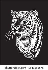 Graphical sketch of tiger isolated on black background,vector engraved illustration