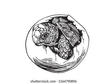 Graphical sketch of tortoise in egg isolated on white background,vector illustration , baby