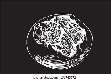 Graphical sketch of tortoise in egg isolated on black background,vector engraved illustration