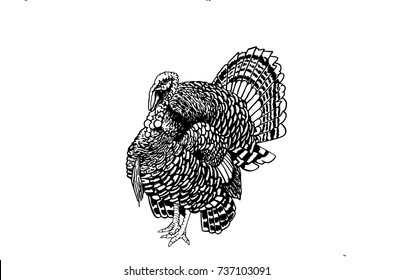 Graphical sketch of turkey isolated on white background,vector