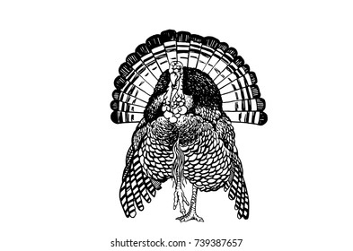 Graphical sketch of turkey isolated on white background,vector black and white illustration