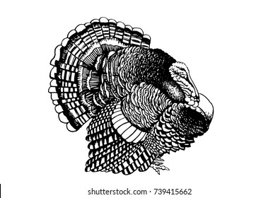 Graphical sketch of turkey isolated on white background,vector black and white illustration