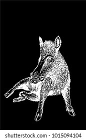 Graphical sketch of wild boar sitting  isolated on black background,vector illustration
